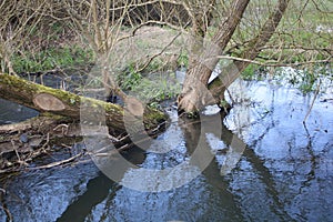 Flooded Tree