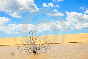 Flooded tree and dunes