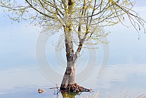 Flooded tree