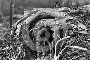 Flooded tree roots