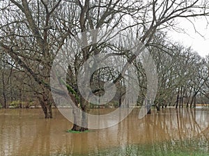 Flooded Trees