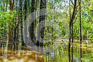 Flooded trees in the Amazon Rainforest, Brazil photo