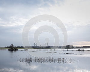 Flooded trees in flood plains of river Waal in the netherlands