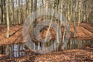 Flooded trees in the forest