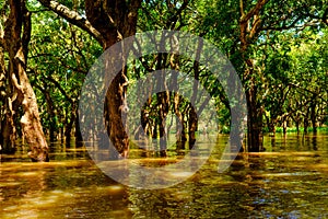 Flooded trees in mangrove rain forest. Kampong Phluk. Cambodia