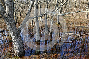 flooded trees on meadow in forest