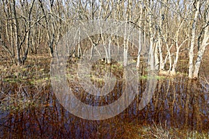 flooded trees on meadow in spring forest