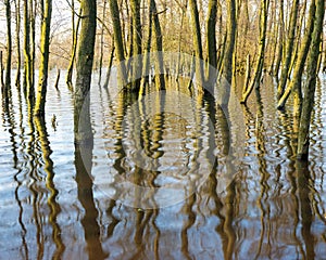 Flooded trees and reflections in flood plains of river Waal in holland