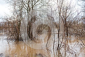 Flooded trees in spring day, Ranki, Latvia