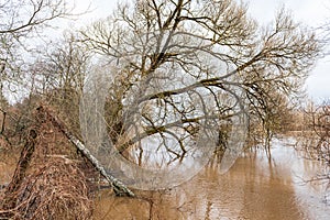 Flooded trees in spring day, Ranki, Latvia