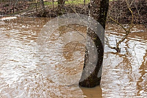 Flooded trees in spring day, Ranki, Latvia