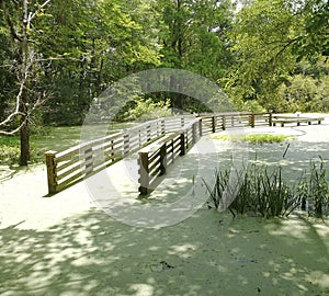 Flooded Water Garden Boardwalk Gainesville Florida