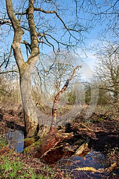 Flooded Wetlands Near Orvelte