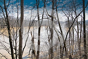 Flooded Woodland In Michigan