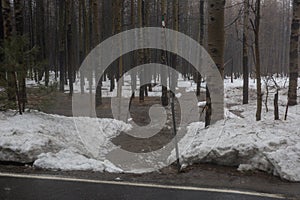 Flooding Along Road, into Meadow with Aspen Trees