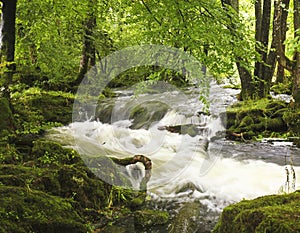 A Flooding Creek in a Lush Forest