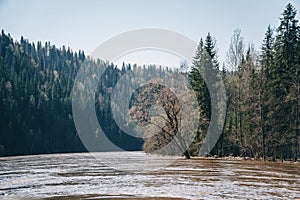 Flooding of river in spring after fast melting of snow. Flood in forest.