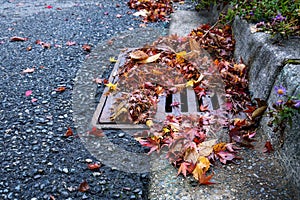 Flooding threat, fall leaves clogging a storm drain on a wet day, street and curb