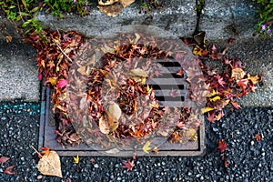 Flooding threat, fall leaves clogging a storm drain on a wet day, street and curb