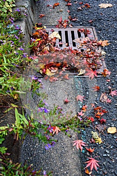 Flooding threat, fall leaves clogging a storm drain on a wet day, street and curb