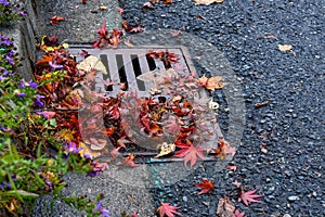 Flooding threat, fall leaves clogging a storm drain on a wet day, street and curb