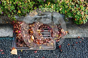 Flooding threat, fall leaves clogging a storm drain on a wet day, street and curb