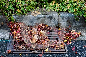 Flooding threat, fall leaves clogging a storm drain on a wet day, street and curb photo