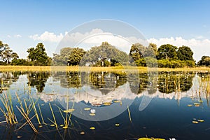 Flooded Okavango Delta. Beautiful flooded landscape with water lilies. Blue sky, white clouds reflecting in water like mirror. photo