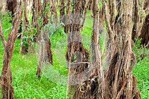 Floodplain forest photo