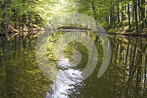 Floodplain forests