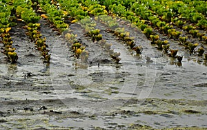 Floods in the fields destroy the cabbage crop. rows of plant heads that have been damaged by standing water in a puddle can be see
