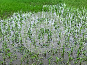 Floods inundated rice fields Damage