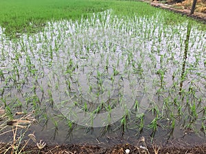 Floods inundated rice fields Damage