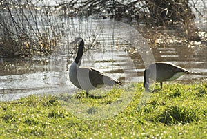 Floods on the river Main with strong currents near GroÃŸwallstadt in March 2020 in backlight with 2 Canada geese