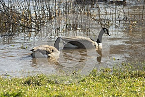 Floods on the river Main with strong currents near GroÃŸwallstadt in March 2020 in backlight with 2 Canada geese