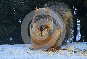 Floofy Furred Fox Squirrel - Sciurus niger