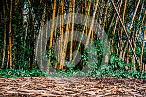 Floor full of fallen leaves next to bamboo trunks in a rainforest