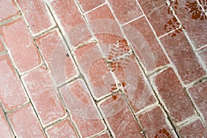 Floor with old terracotta tiles and footprints of wet shoes top view