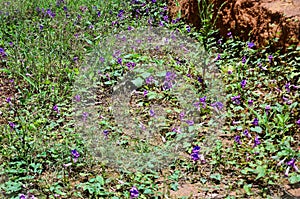 The purple flowers of Ipomoea purpurea on the ground in the ground photo