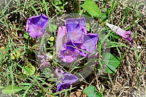 The purple flowers of Ipomoea purpurea in the hot sun photo