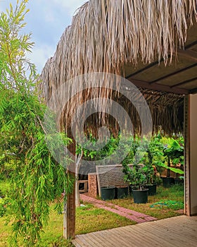 Flooring of dry palm leaves on the roof of a tropical dwelling
