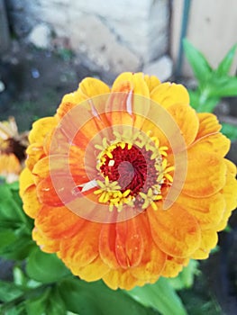 Floower, Nature, Orange