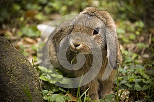 Floppy bunny photo