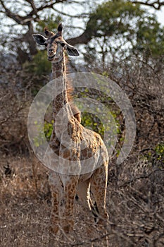 Floppy eared baby giraffe in Kruger National Park in South Africa