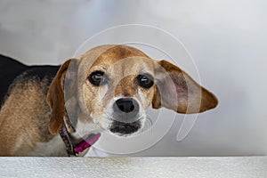 Floppy eared dog with one ear flopped out - selective focus