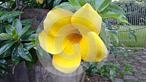 Flor amarela photo