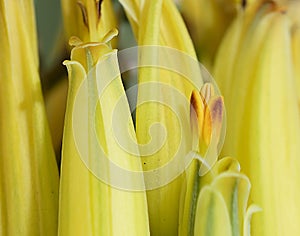 Flor amarilla aloe vera estambre photo