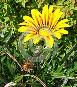 Flor amarilla del jardÃÂ­n, mirando al sol photo