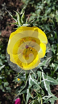 Flor amarilla photo