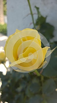 Rosa amarilla photo